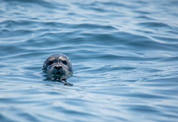 Seal bobbing it's head above water.