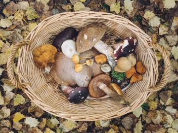 foraging-3.jpg
