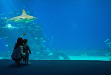 Mother and child looking into an aquarium tank.