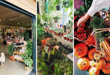 dog-friendly-shops-cornwall (1).jpg