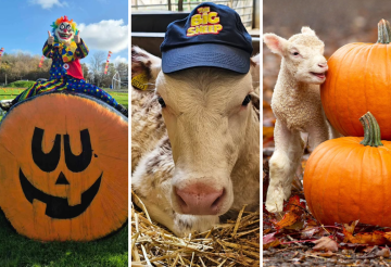 the-big-sheep-halloween-festival-1.png