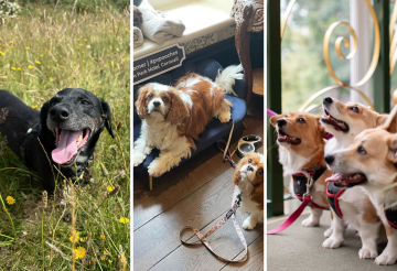 dog-friendly-experiences (2).png