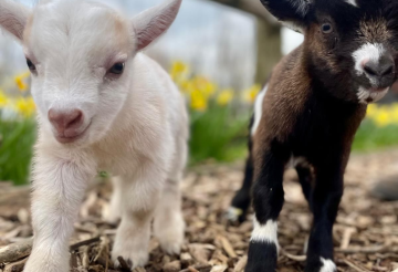 Pennywell Farm 2.png