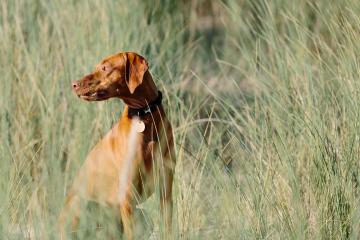 experience-led-travel-perfect-stays-dog.jpg