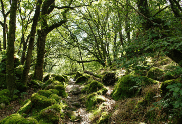 cornwall-dog-walks-woodland-2.png