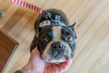 dogs-bucket-list (6).jpg