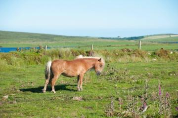 bodmin-moor.jpg