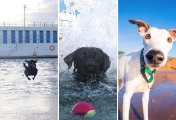 dog-friendly-experiences (1).png