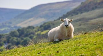 dulverton-guide-perfect-stays9.jpg