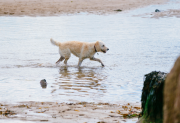 south milton sands (2).png