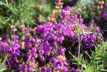 exmoor-somerset-digital-detox (2).jpg