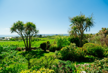 Green leafy garden with palm trees and blue skies