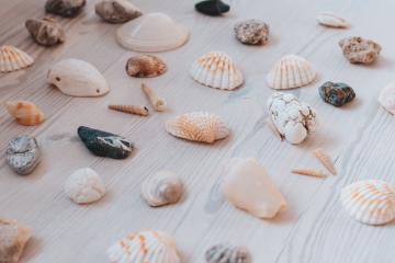 compressed-shells.jpg