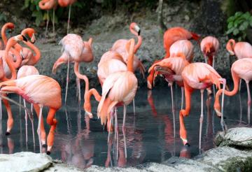 Flamboyance of flamingos.