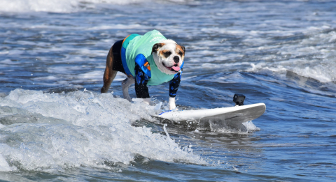 dog-experiences-surf.png