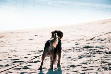 dog-friendly-dining-3.jpg