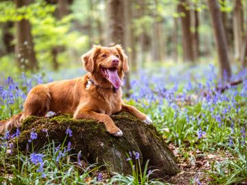 dogs-bucket-list (1).jpg