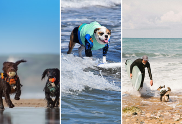 dog-friendly-experiences (8).png