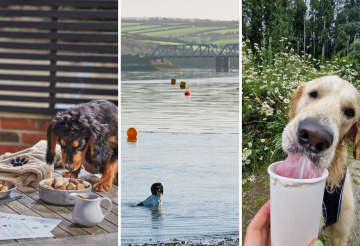 dog-friendly-experiences (4).png