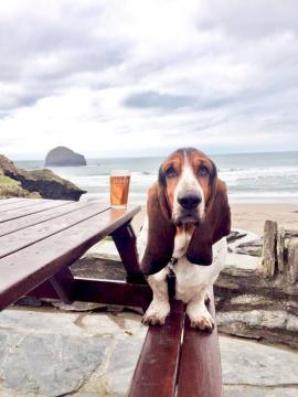 2. Frankie - use for Trebarwith.jpg