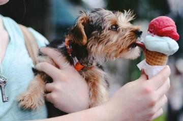 dogs-bucket-list (2).jpg