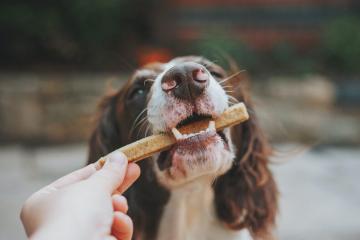 dog-friendly-dining-1.jpg