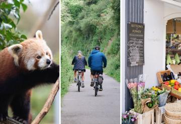 A three-part collage: On the left, a red panda sits in a tree. In the centre, two people, a man and a woman, using bikes on a paved lane.. On the right, the outside of a deli with bunches of flowers.