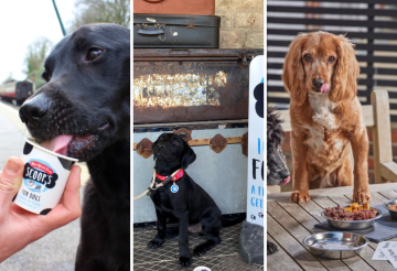 dog-friendly-experiences (5).png