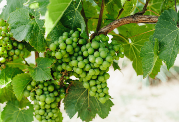 A close-up of green grapes on a vine