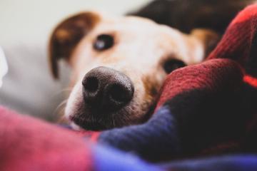 dog-friendly-dining-6.jpg