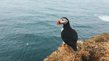 cornish-boat-trips-2.jpg
