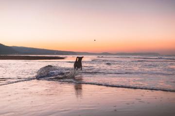 dog-friendly-beaches-header.jpg