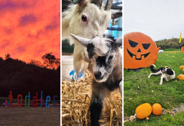 the-big-sheep-halloween-festival-2.png