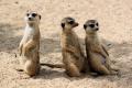 newquay-zoo.jpg