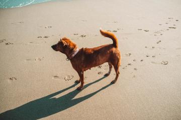 dogs-bucket-list (3).jpg