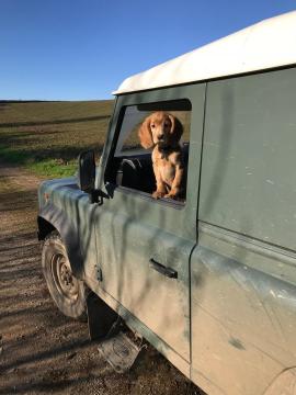 7. Willow - use for Lanhydrock.jpg