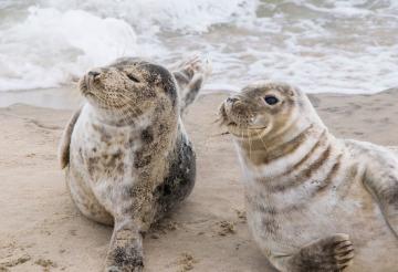 Seals lying on a beach.