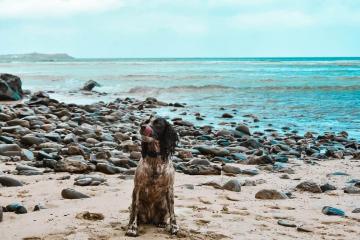 spaniel-adventures-instagram-accounts.jpg