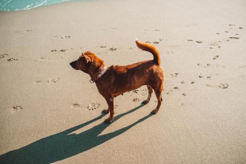 dogs-bucket-list (3).jpg