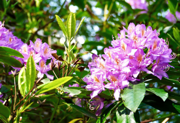 lamorna to st loy.png