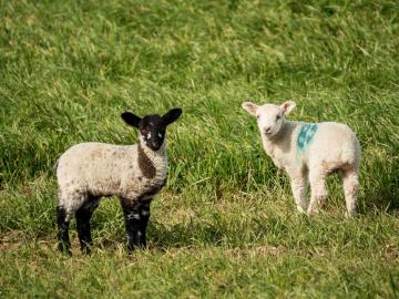 lambs-1368.jpg