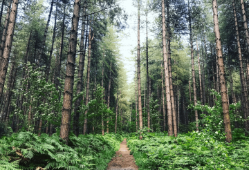 cornwall-dog-walks-woodland.png