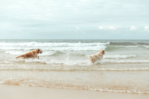 Best dog walks near me shop