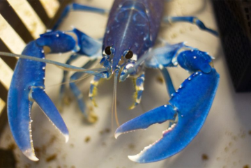 The National Lobster Thatchery.png