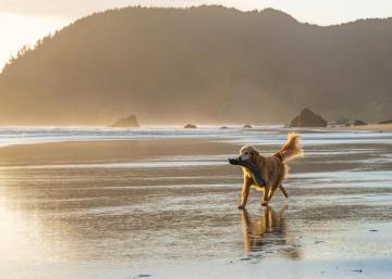 dogs-bucket-list (5).jpg