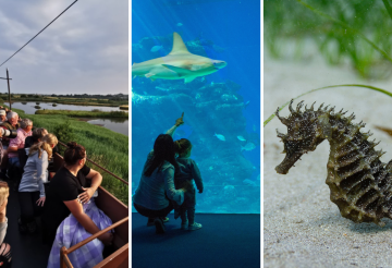 Pennywell, Seaton Tramway, National Marine Aquarium (2).png