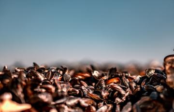 foraging-1.jpg