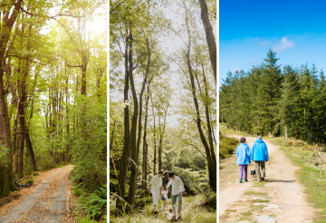 Plymbridge Woods, Donkey Sanctuary and Drake's Trail -1.png