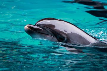 AK-wildlife-cruises2.jpg