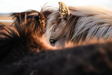 horses-summer-in-somerset.jpg